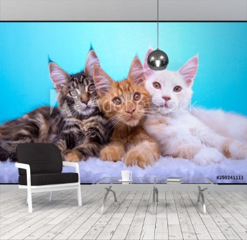 Picture of Beautiful stylish purebred maine coon cat Animal portrait Purebred cat is lying Blue background Colorful decorations